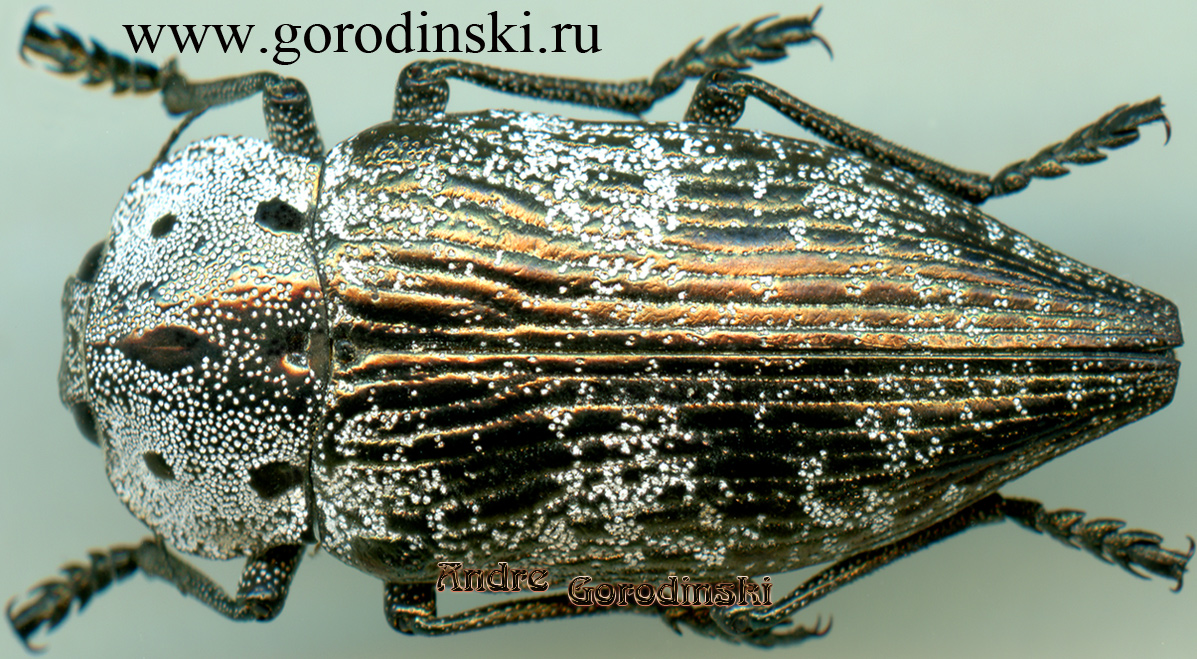 http://www.gorodinski.ru/buprestidae/Capnodis miliaris metallica.jpg